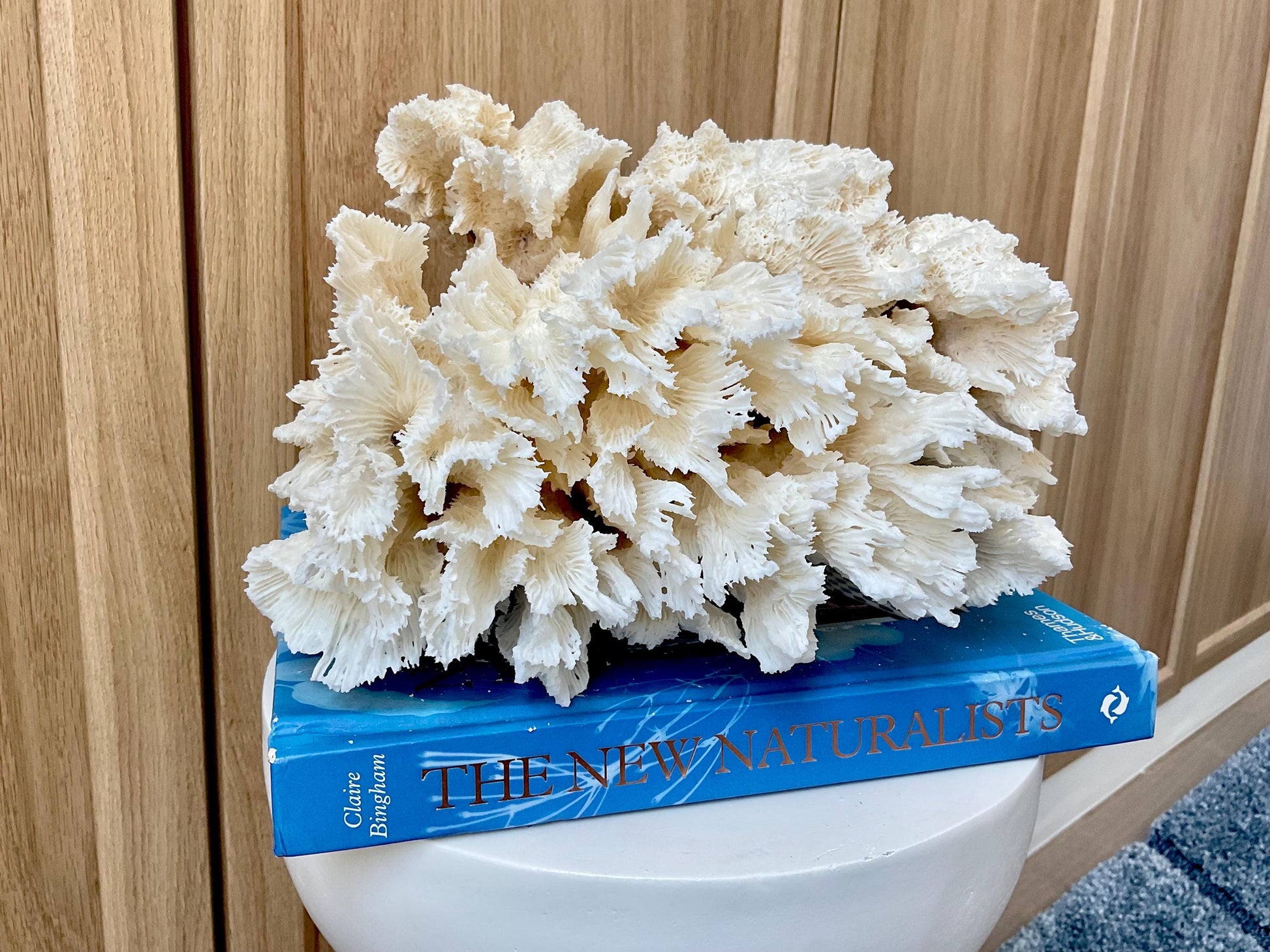 Natural Lettuce Coral Fossil: 10" x 9.5" x 6" Coastal Beach House White Décor