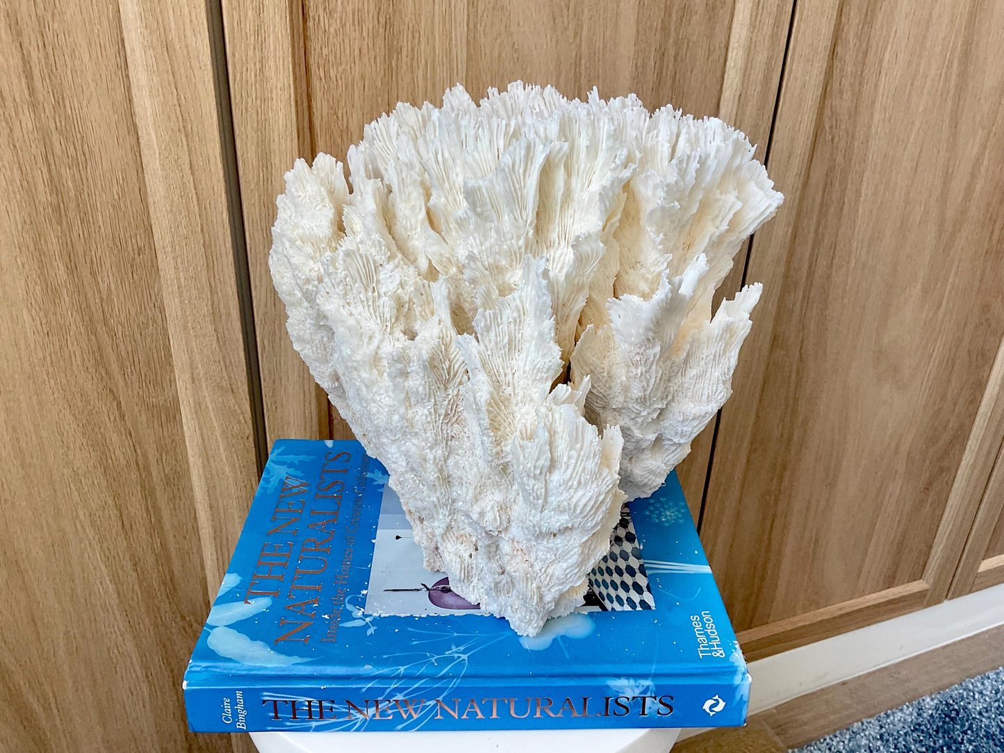 Natural Lettuce Coral Fossil: 10" x 9.5" x 6" Coastal Beach House White Décor