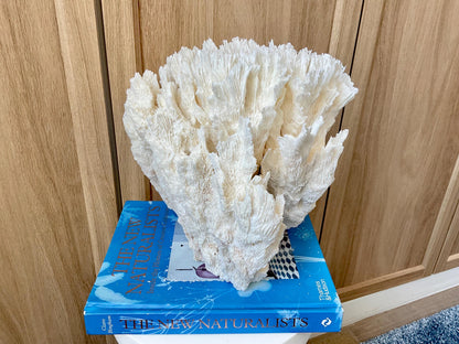 Natural Lettuce Coral Fossil: 10" x 9.5" x 6" Coastal Beach House White Décor