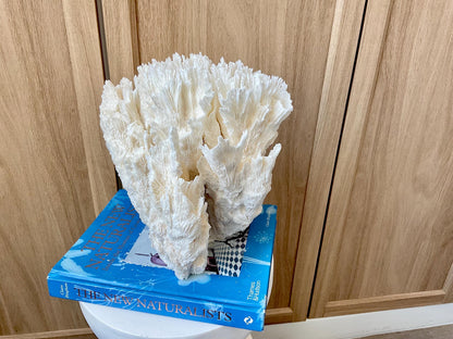 Natural Lettuce Coral Fossil: 10" x 9.5" x 6" Coastal Beach House White Décor