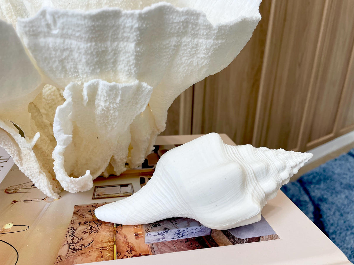 Sacred Chank Shells *All Sizes* Crisp White Display Seashell Coastal Décor