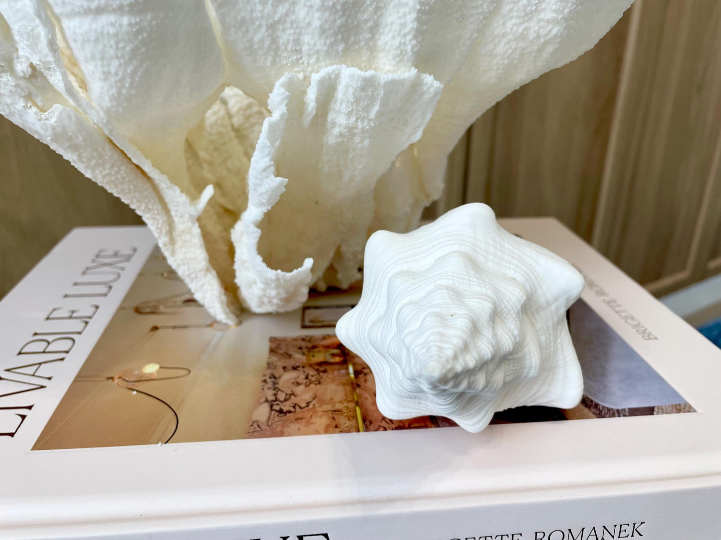 Sacred Chank Shells *All Sizes* Crisp White Display Seashell Coastal Décor