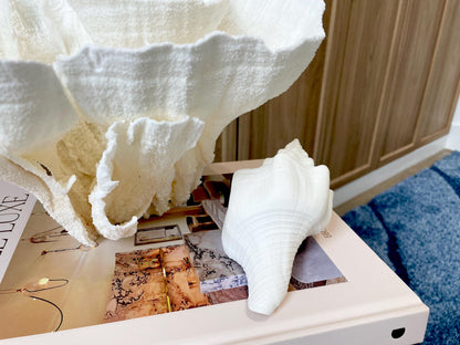 Sacred Chank Shells *All Sizes* Crisp White Display Seashell Coastal Décor