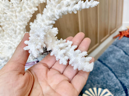Branch Coral Fossil Specimen: 14.5" x 8.75"x 7" Coastal Beach House Décor