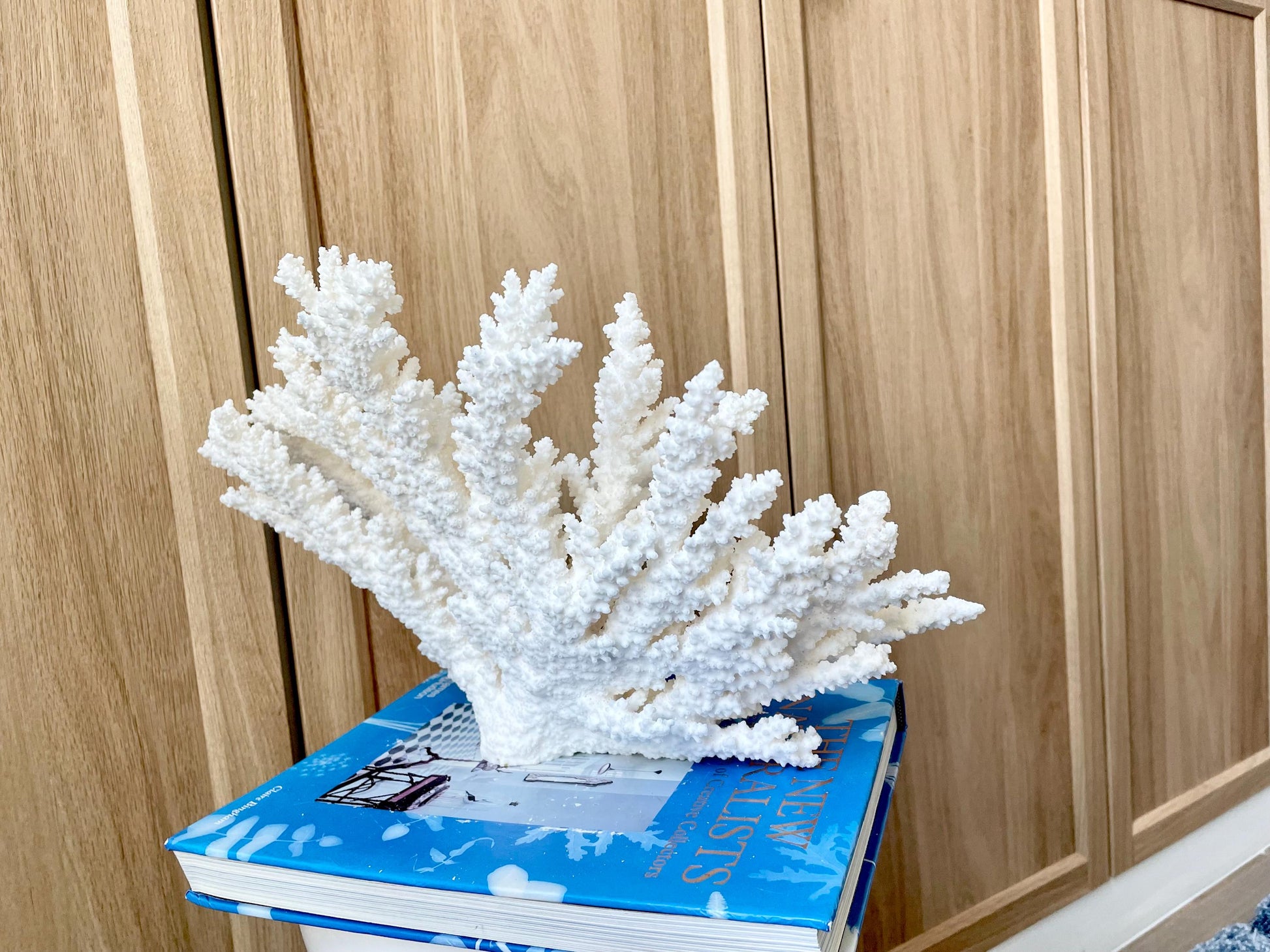 Branch Coral Fossil Specimen: 14.5" x 8.75"x 7" Coastal Beach House Décor