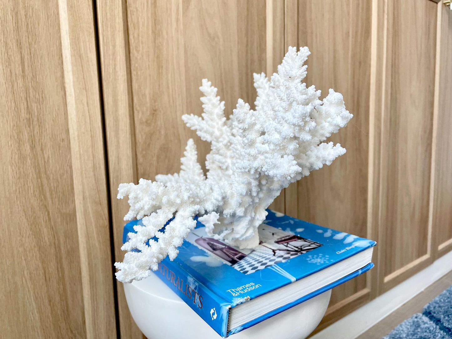 Branch Coral Fossil Specimen: 14.5" x 8.75"x 7" Coastal Beach House Décor