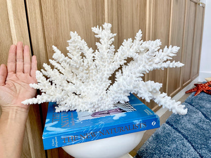 Branch Coral Fossil Specimen: 14.5" x 8.75"x 7" Coastal Beach House Décor