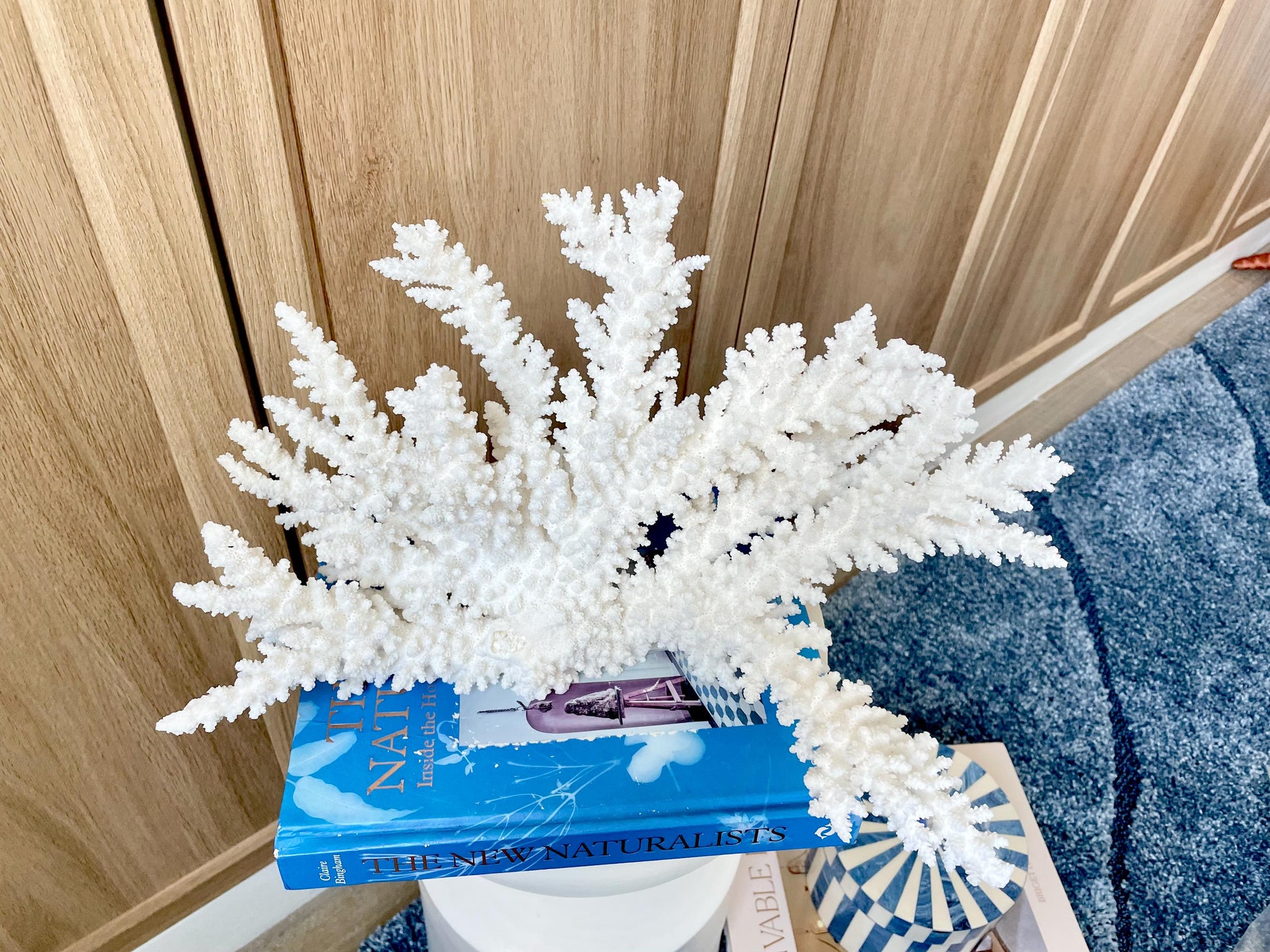 Branch Coral Fossil Specimen: 14.5" x 8.75"x 7" Coastal Beach House Décor
