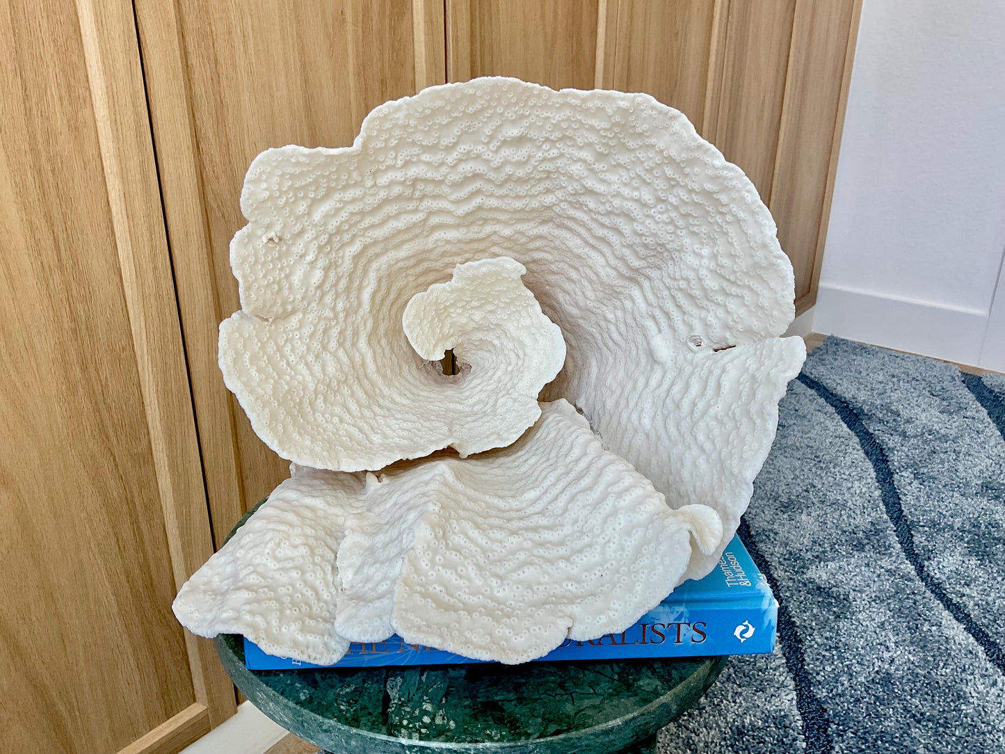 Natural Spiral Cup Coral Fossil: 13" x 11" x 11" Coastal Beach House White Décor