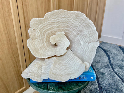 Natural Spiral Cup Coral Fossil: 13" x 11" x 11" Coastal Beach House White Décor