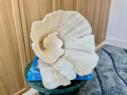 Natural Spiral Cup Coral Fossil: 13" x 11" x 11" Coastal Beach House White Décor