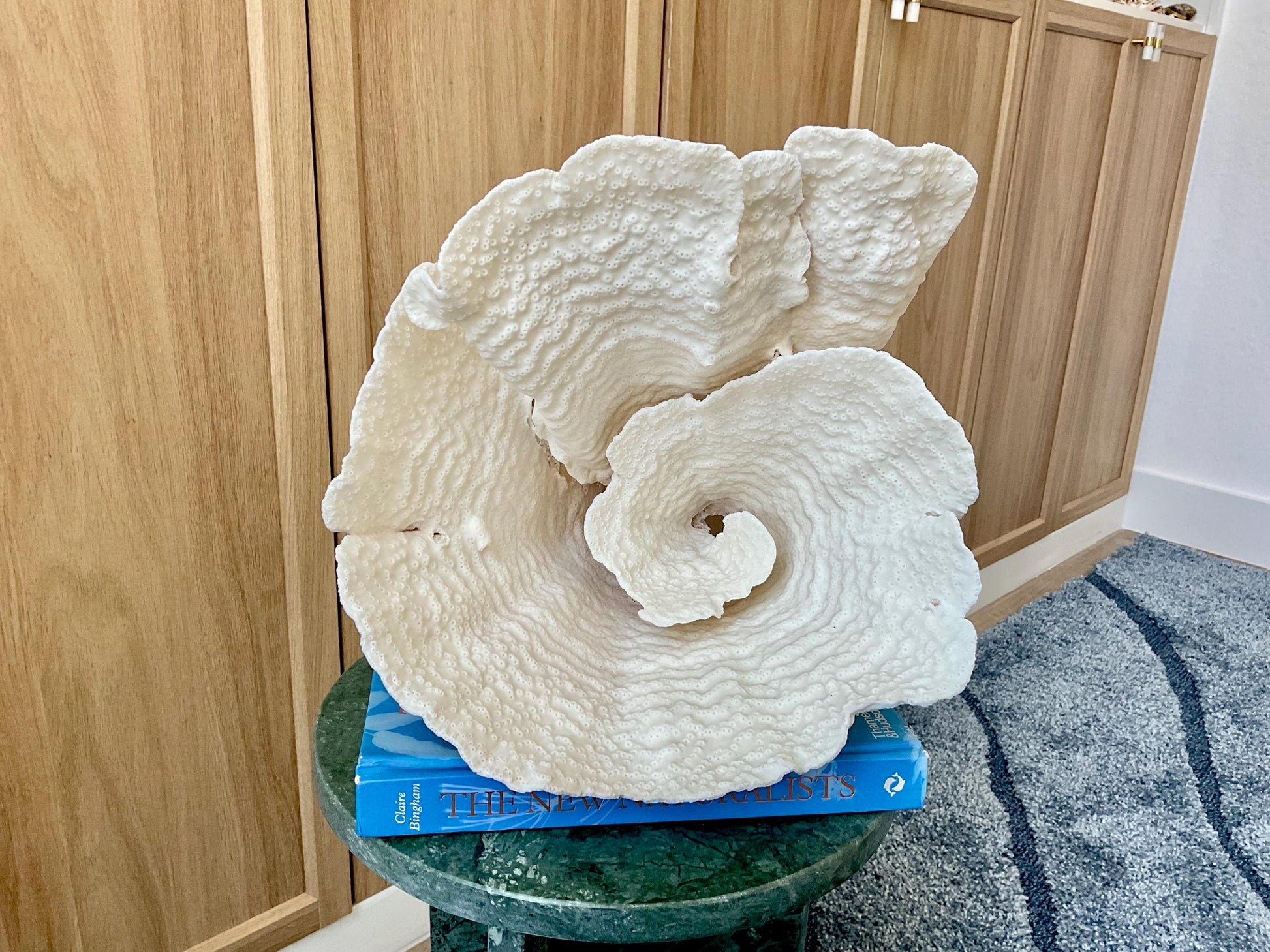Natural Spiral Cup Coral Fossil: 13" x 11" x 11" Coastal Beach House White Décor