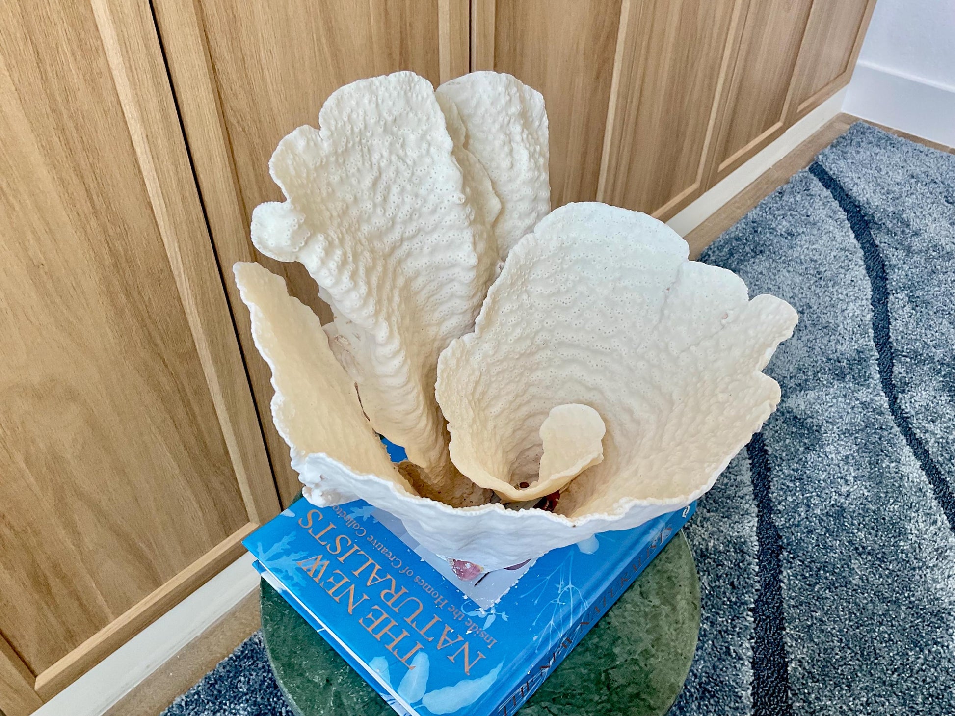 Natural Spiral Cup Coral Fossil: 13" x 11" x 11" Coastal Beach House White Décor