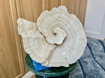 Natural Spiral Cup Coral Fossil: 13" x 11" x 11" Coastal Beach House White Décor