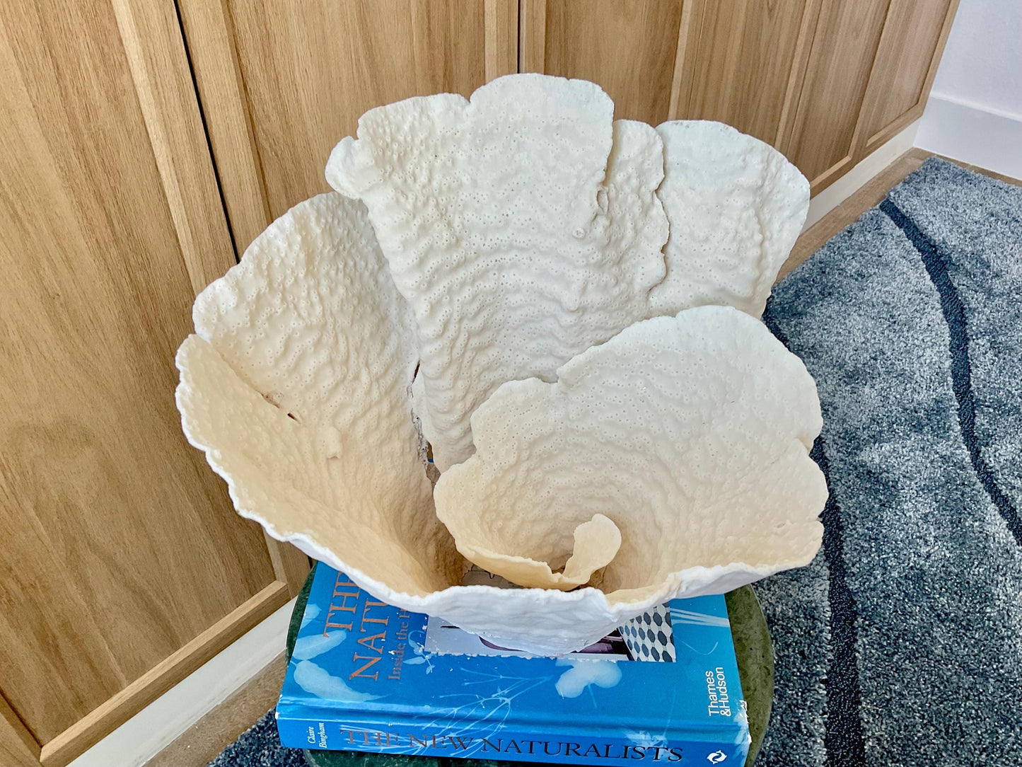 Natural Spiral Cup Coral Fossil: 13" x 11" x 11" Coastal Beach House White Décor