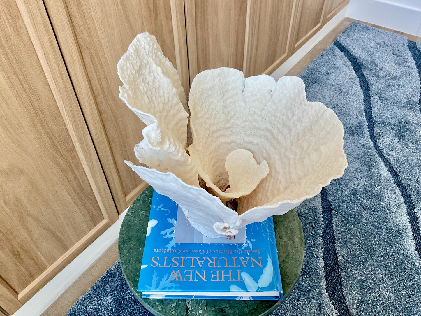 Natural Spiral Cup Coral Fossil: 13" x 11" x 11" Coastal Beach House White Décor