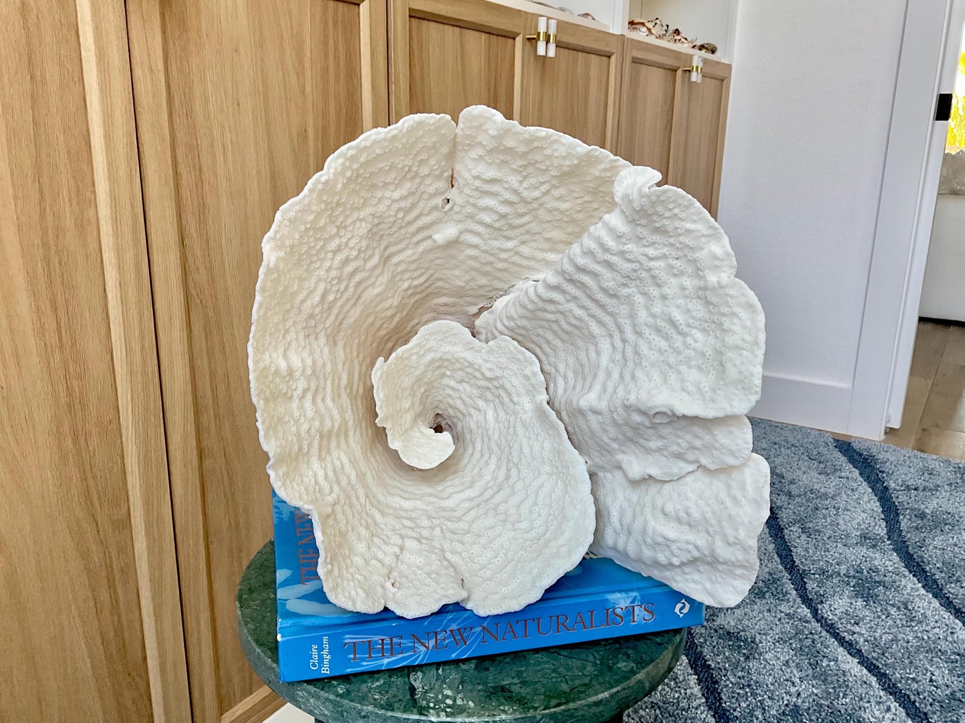 Natural Spiral Cup Coral Fossil: 13" x 11" x 11" Coastal Beach House White Décor
