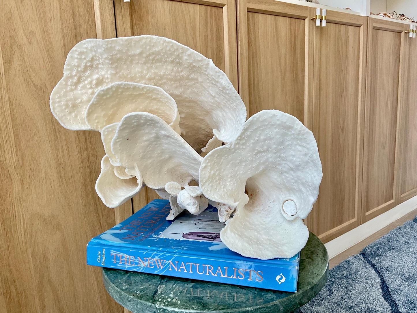 Natural Spiral Cup Coral Fossil: 12" x 7" x 10" Coastal Beach House White Décor