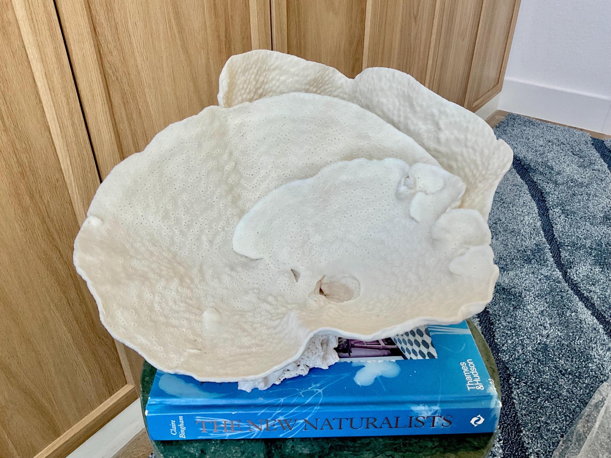 Natural Spiral Cup Coral Fossil: 13.5" x 12" x 7" Coastal Beach House White Décor