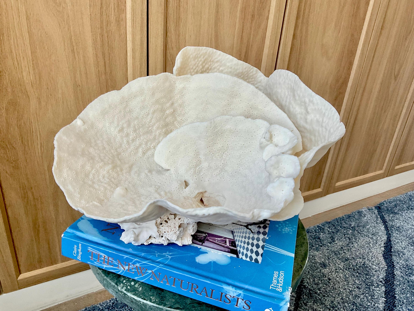 Natural Spiral Cup Coral Fossil: 13.5" x 12" x 7" Coastal Beach House White Décor