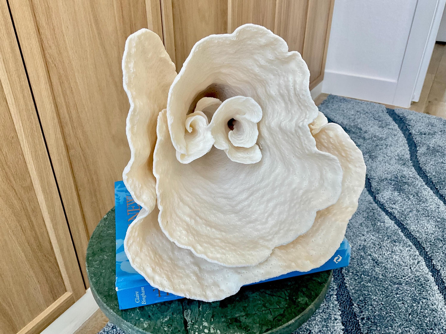 Natural Spiral Cup Coral Fossil: 11" x 9.75" x 11" Coastal Beach House White Décor