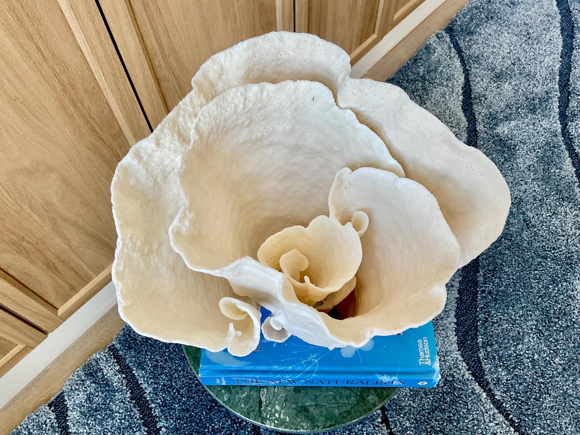 Natural Spiral Cup Coral Fossil: 11" x 9.75" x 11" Coastal Beach House White Décor