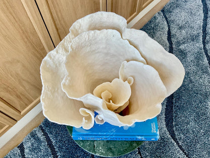 Natural Spiral Cup Coral Fossil: 11" x 9.75" x 11" Coastal Beach House White Décor