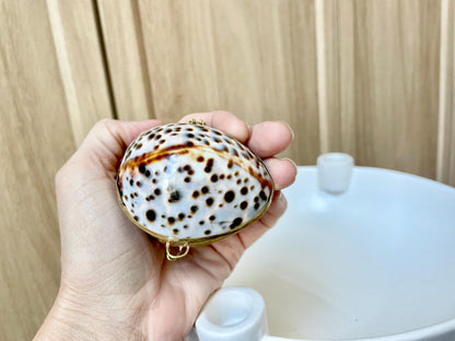 Shell Coin Purse Coastal Gift Box: Cowrie, Clam, Scallop Seashells