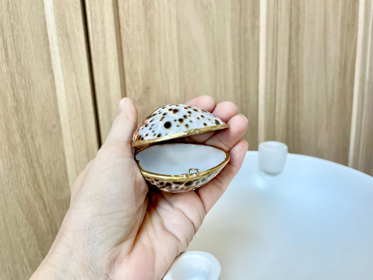 Shell Coin Purse Coastal Gift Box: Cowrie, Clam, Scallop Seashells