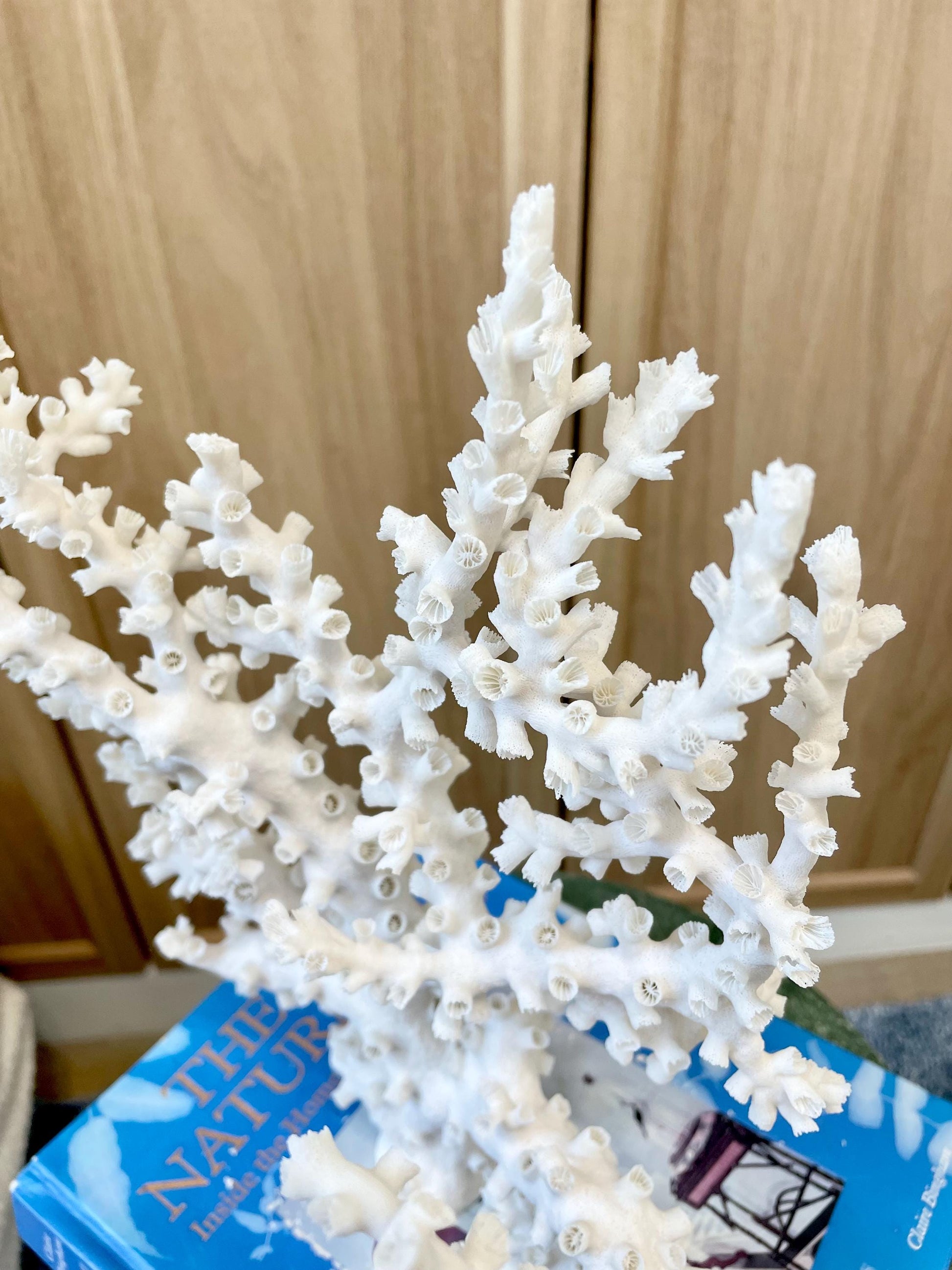 Natural Octopus Coral Fossil Display: 12"x 9.5"x5.5" Coastal Beach Home Décor