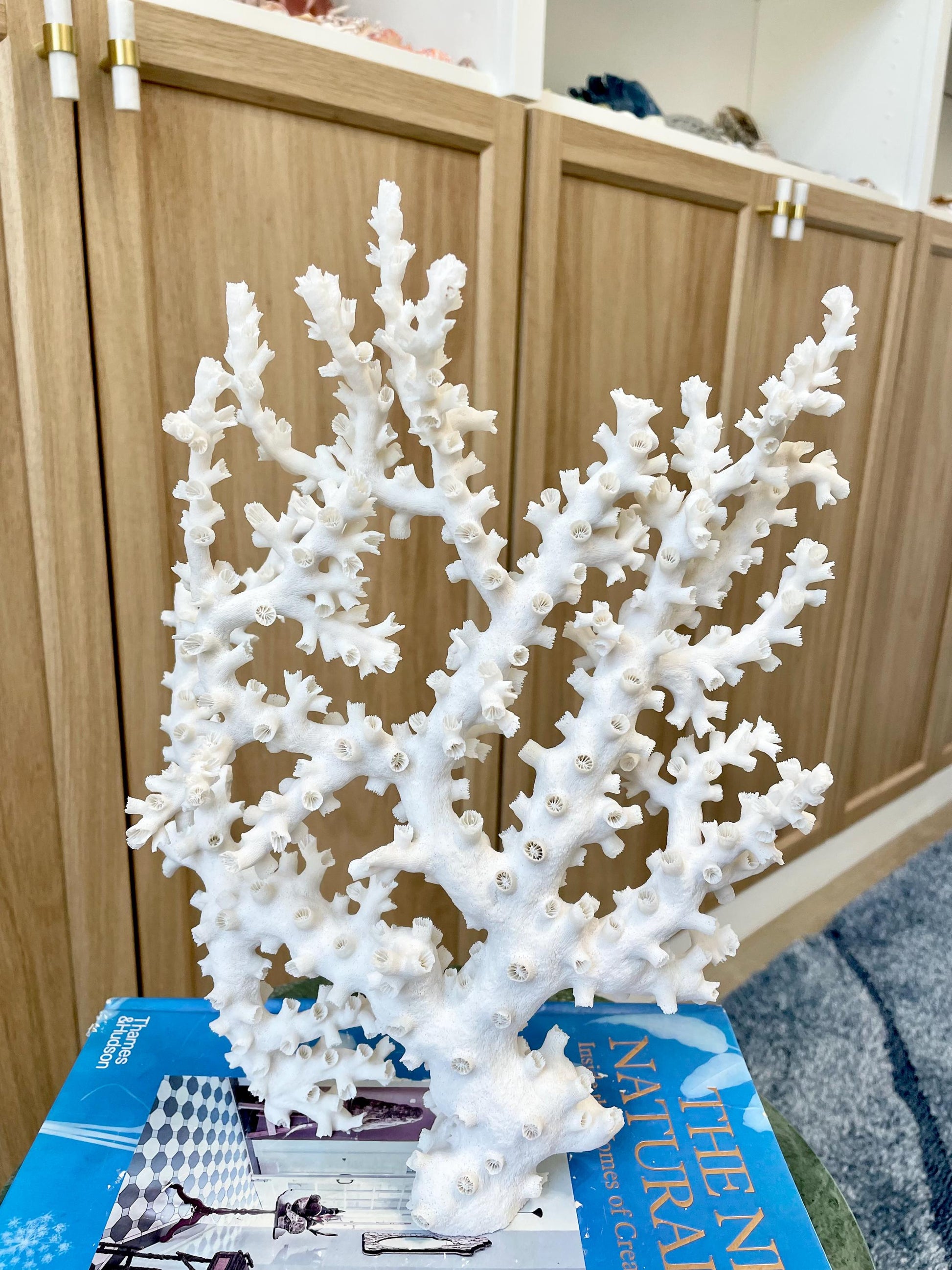 Natural Octopus Coral Fossil Display: 12"x 9.5"x5.5" Coastal Beach Home Décor