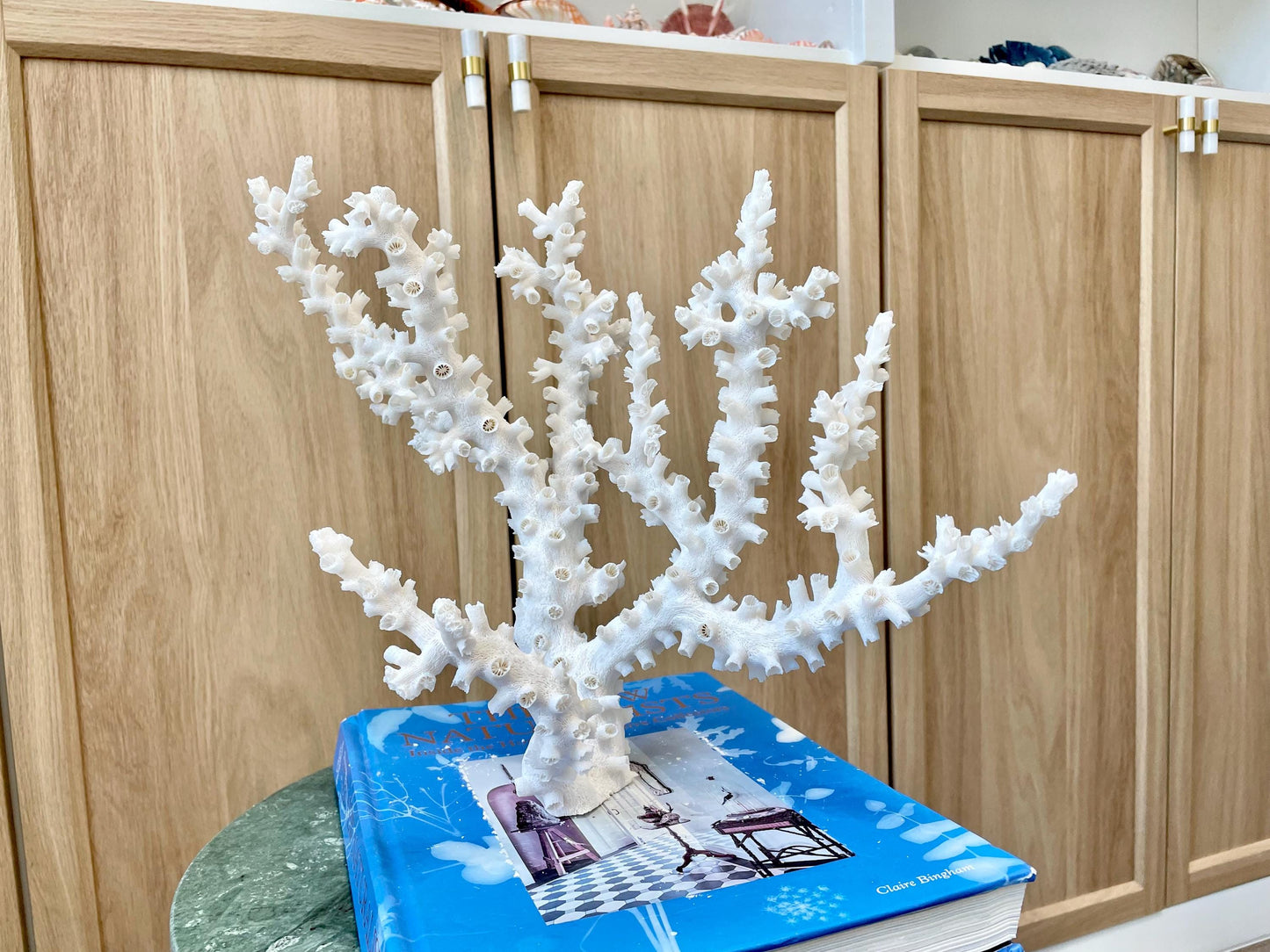 Natural Octopus Coral Fossil Display: 12"x 9"x6.5" Coastal Beach Home Décor
