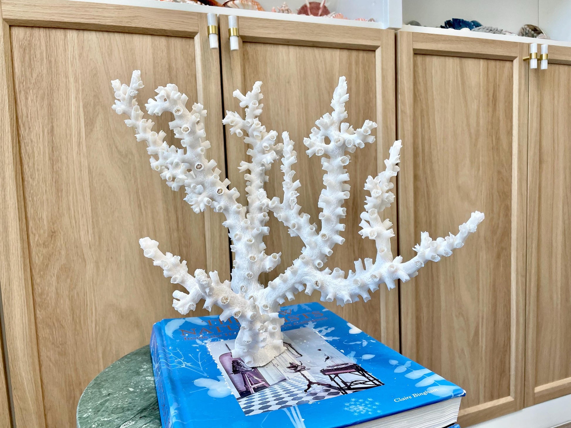 Natural Octopus Coral Fossil Display: 12"x 9"x6.5" Coastal Beach Home Décor