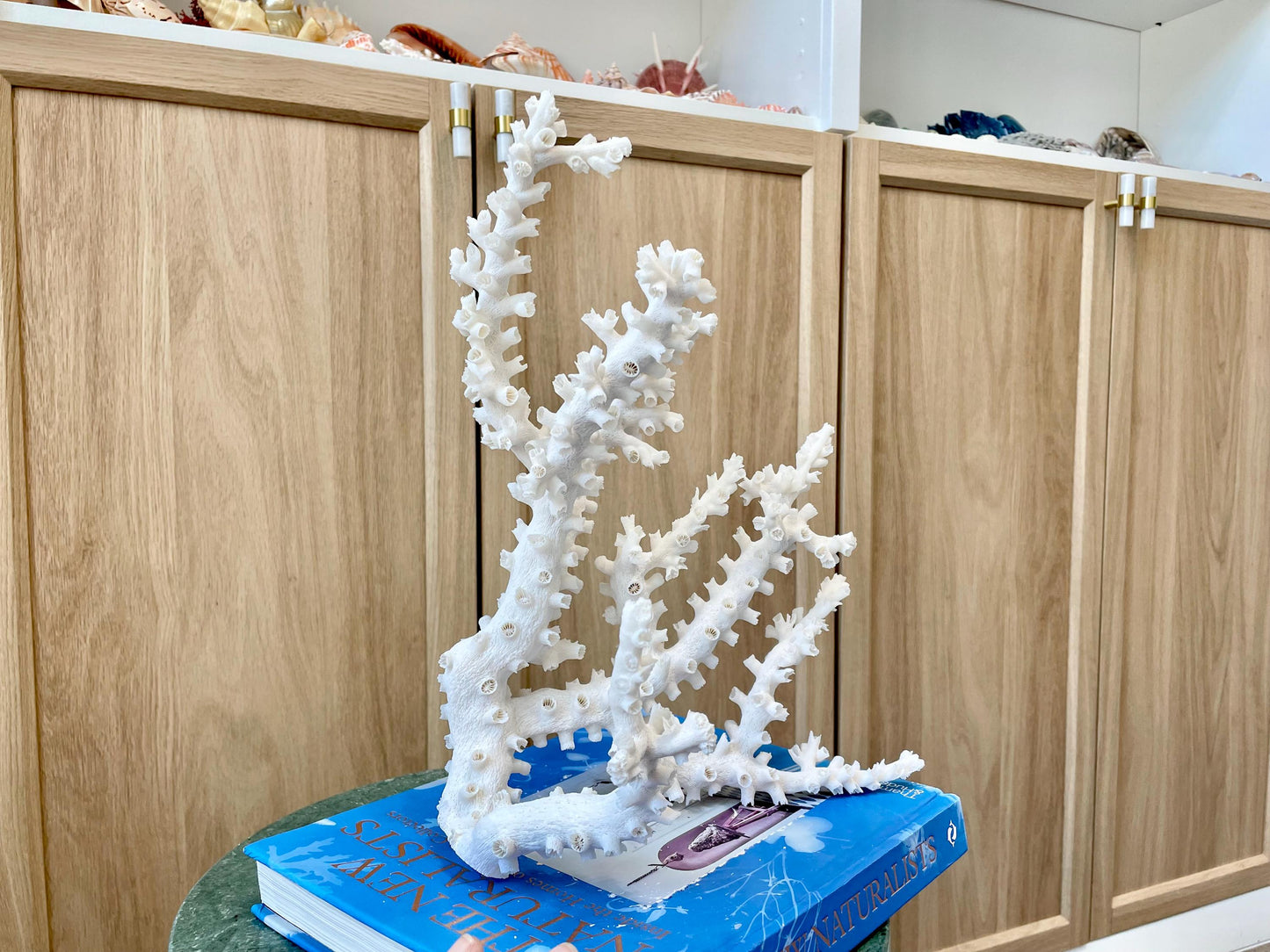 Natural Octopus Coral Fossil Display: 12"x 9"x6.5" Coastal Beach Home Décor