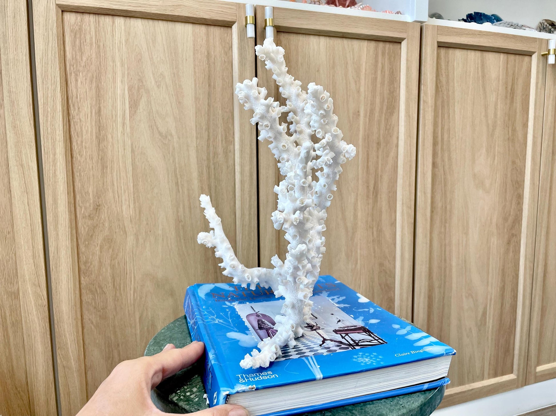 Natural Octopus Coral Fossil Display: 12"x 9"x6.5" Coastal Beach Home Décor