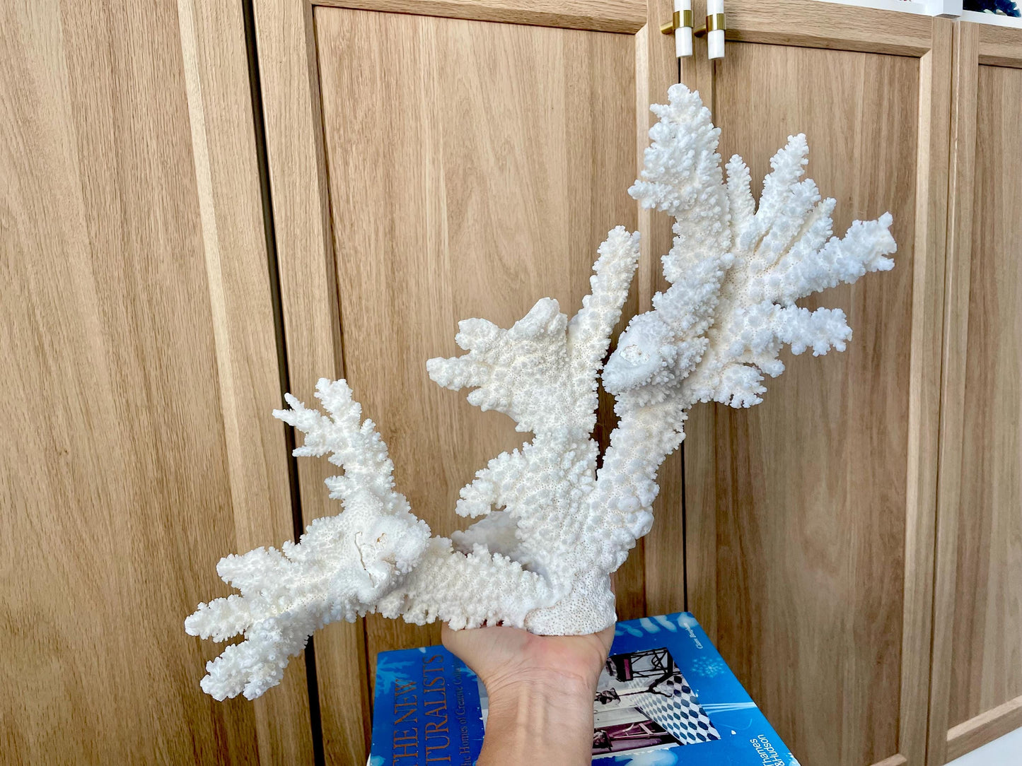 Branch Coral Fossil Specimen: 14.5" x 11.5"x 6" Coastal Beach House Décor