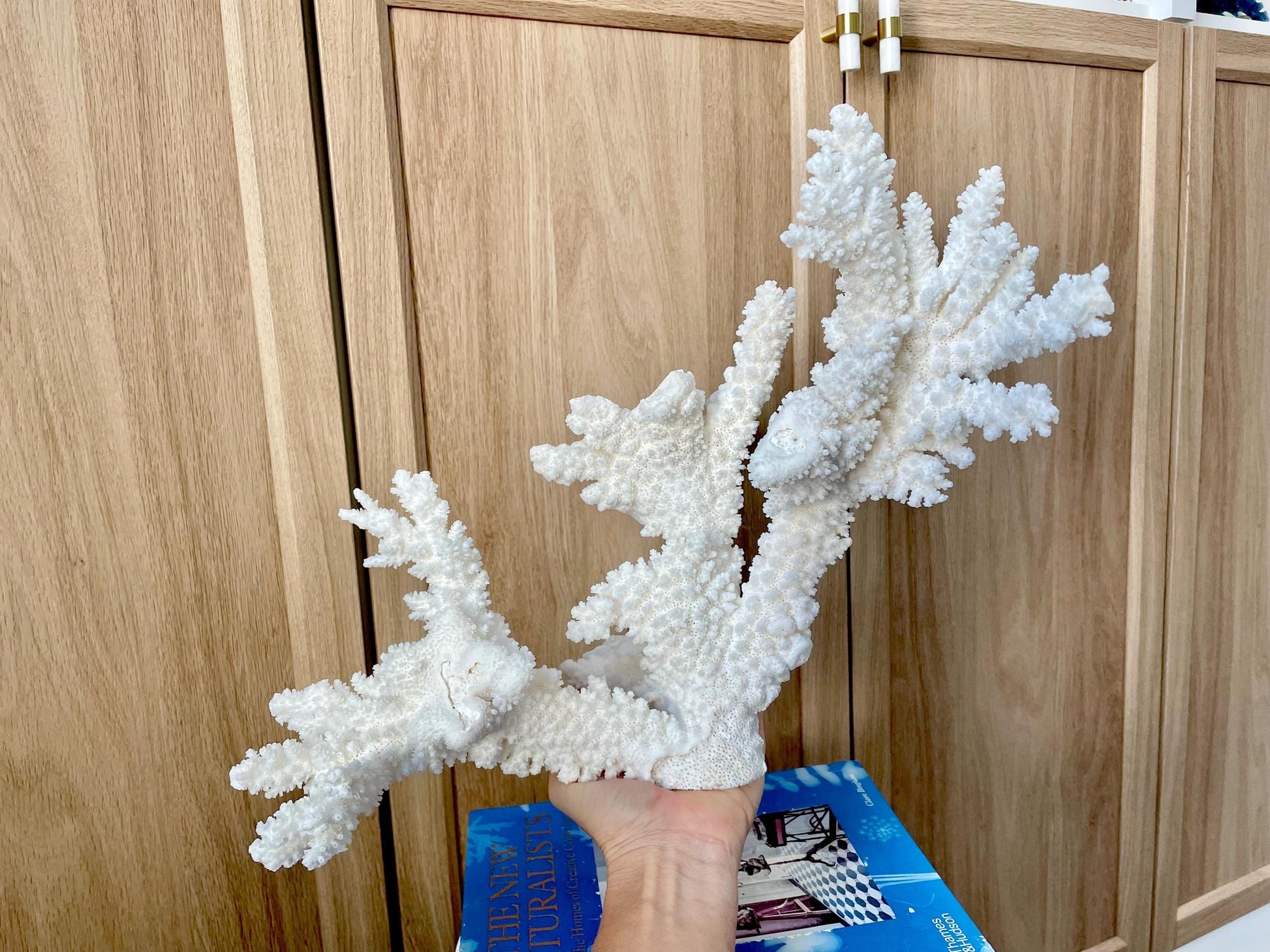 Branch Coral Fossil Specimen: 14.5" x 11.5"x 6" Coastal Beach House Décor