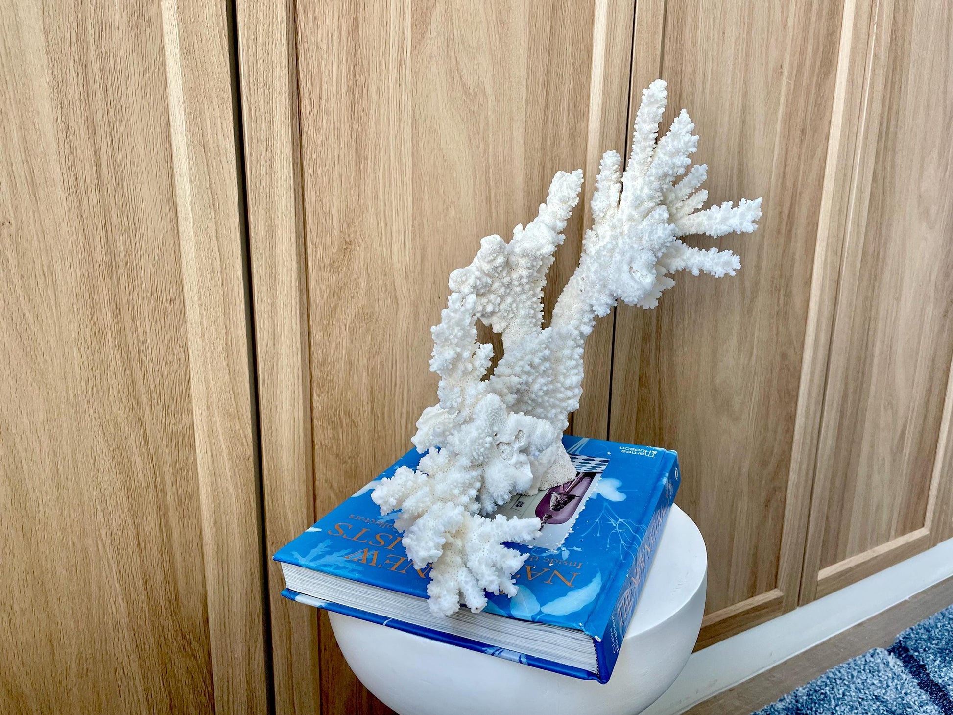 Branch Coral Fossil Specimen: 14.5" x 11.5"x 6" Coastal Beach House Décor