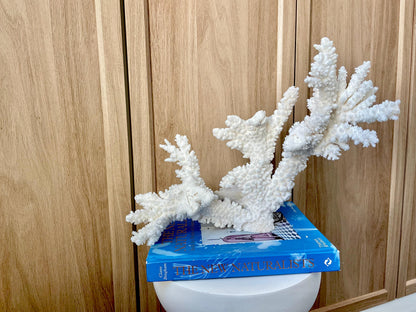 Branch Coral Fossil Specimen: 14.5" x 11.5"x 6" Coastal Beach House Décor