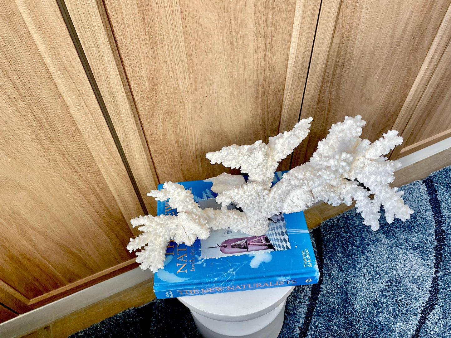 Branch Coral Fossil Specimen: 14.5" x 11.5"x 6" Coastal Beach House Décor