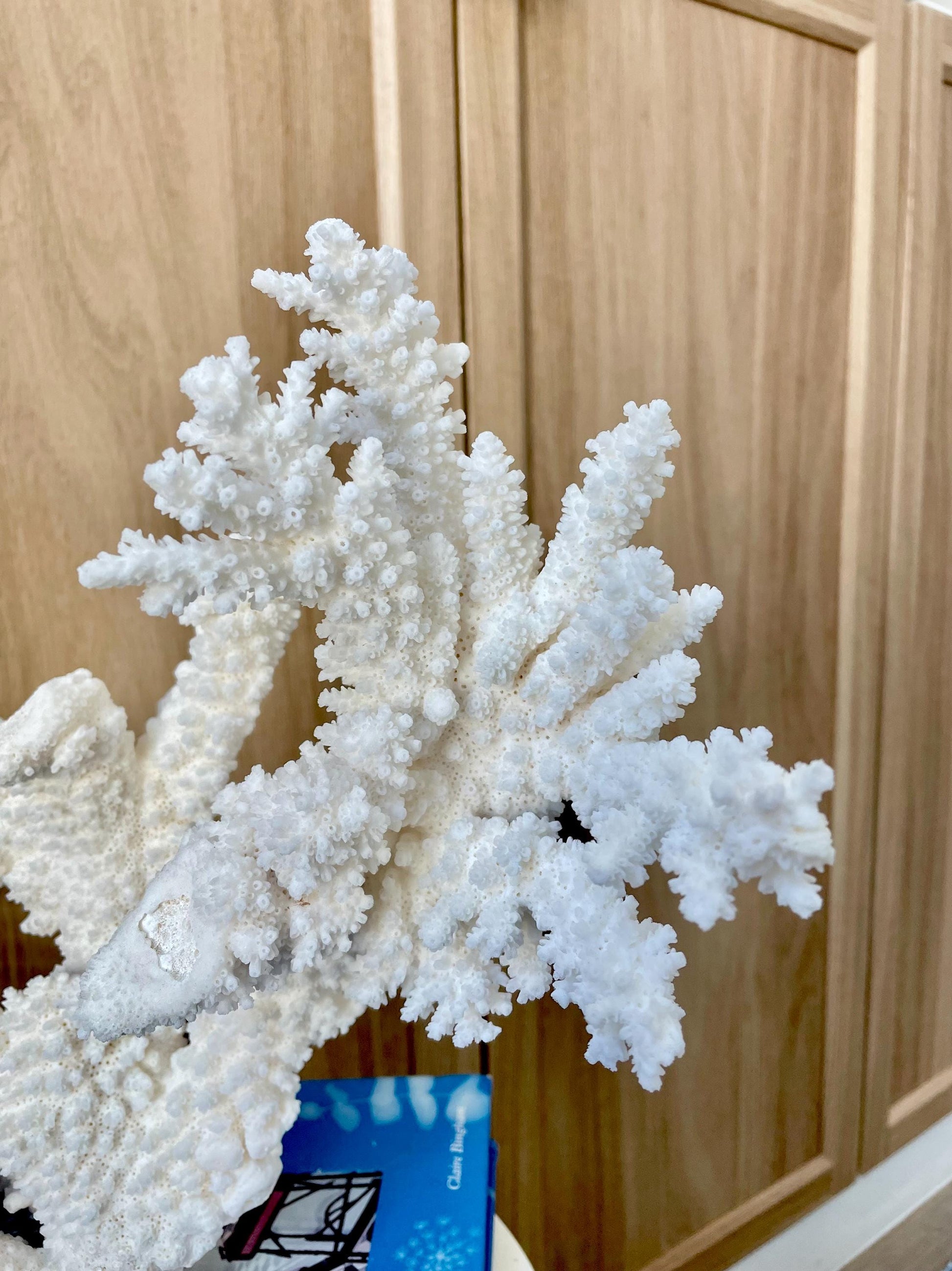 Branch Coral Fossil Specimen: 14.5" x 11.5"x 6" Coastal Beach House Décor