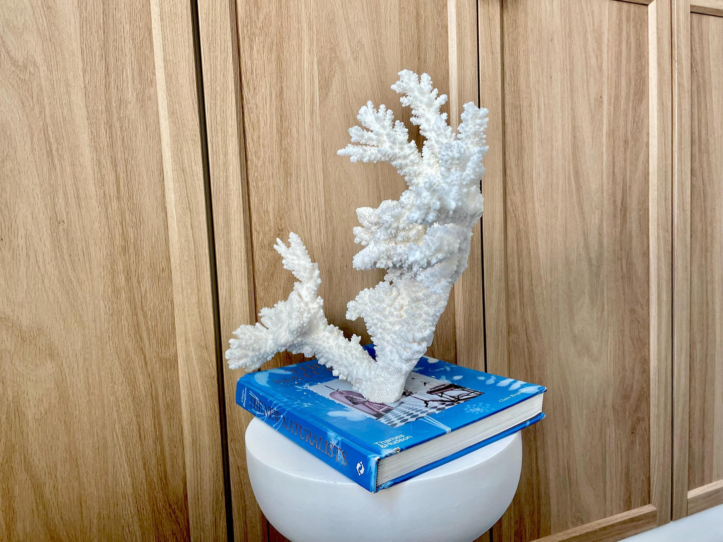 Branch Coral Fossil Specimen: 14.5" x 11.5"x 6" Coastal Beach House Décor