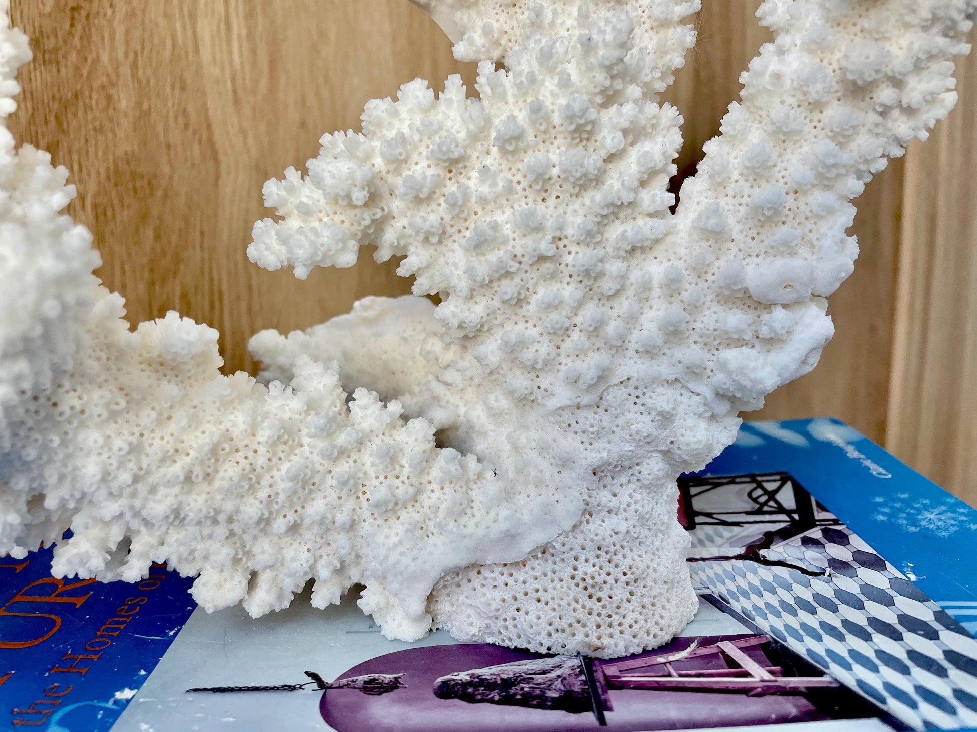 Branch Coral Fossil Specimen: 14.5" x 11.5"x 6" Coastal Beach House Décor