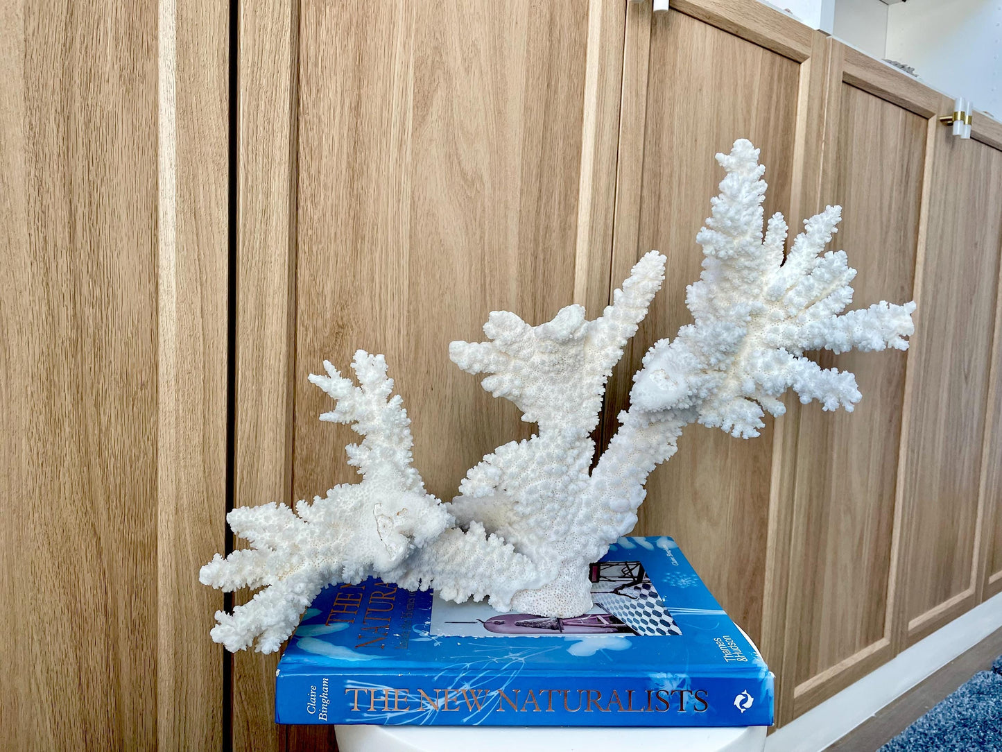 Branch Coral Fossil Specimen: 14.5" x 11.5"x 6" Coastal Beach House Décor