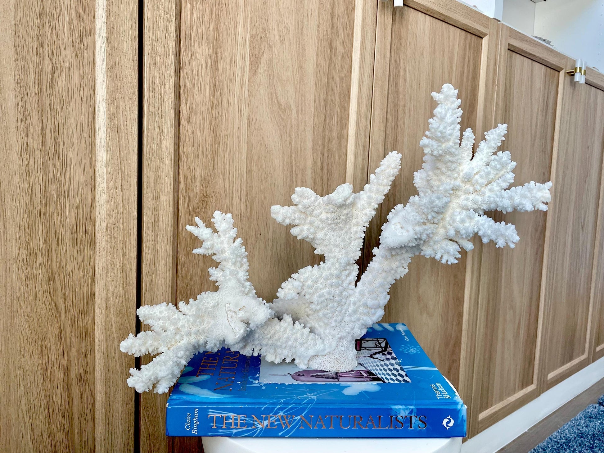 Branch Coral Fossil Specimen: 14.5" x 11.5"x 6" Coastal Beach House Décor