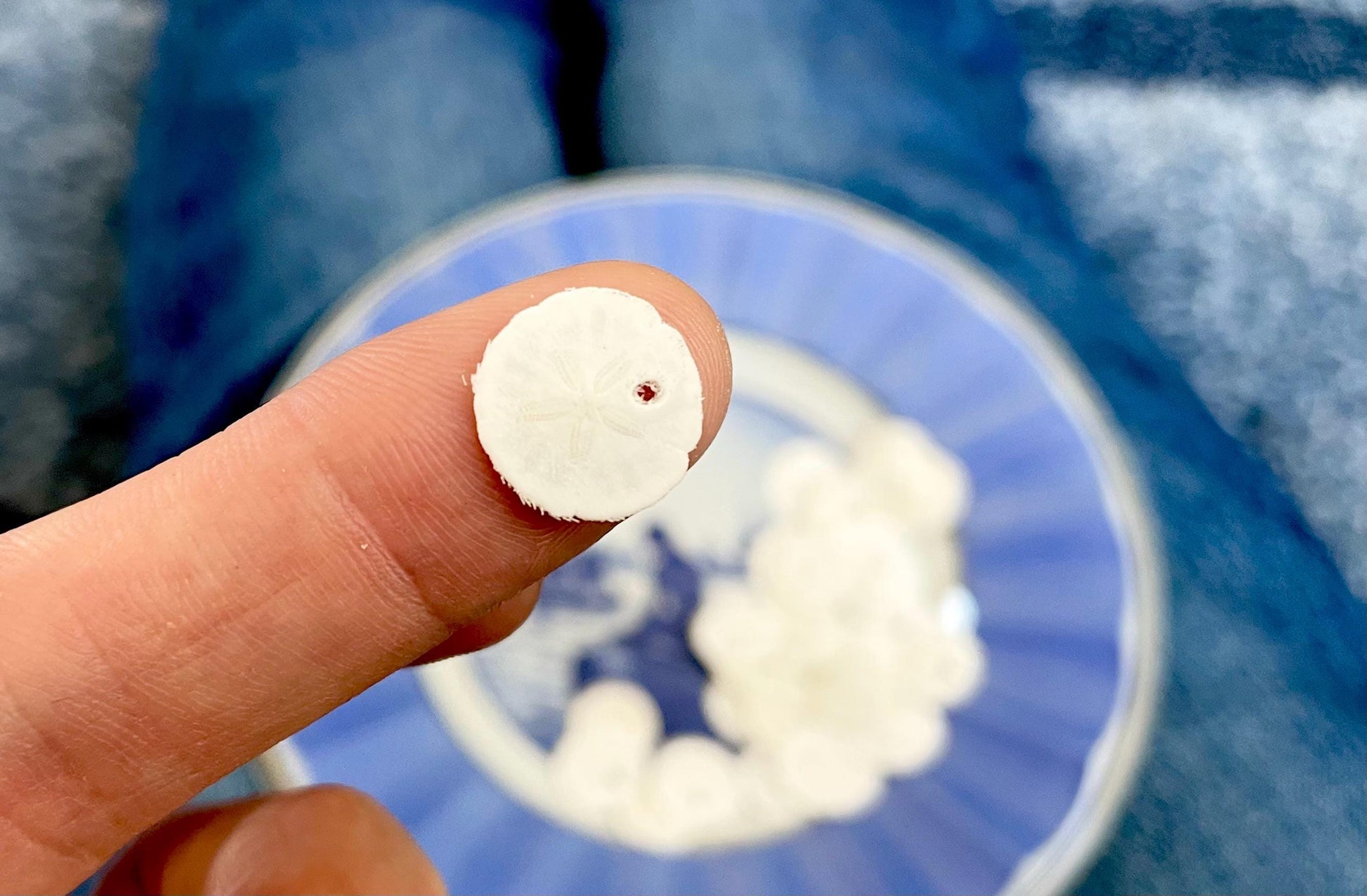 25 Tiny Sand Dollars 15mm, 1.5cm: Beach Wedding Décor, Seashell Crafts
