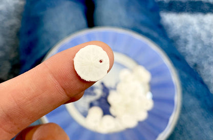 25 Tiny Sand Dollars 15mm, 1.5cm: Beach Wedding Décor, Seashell Crafts