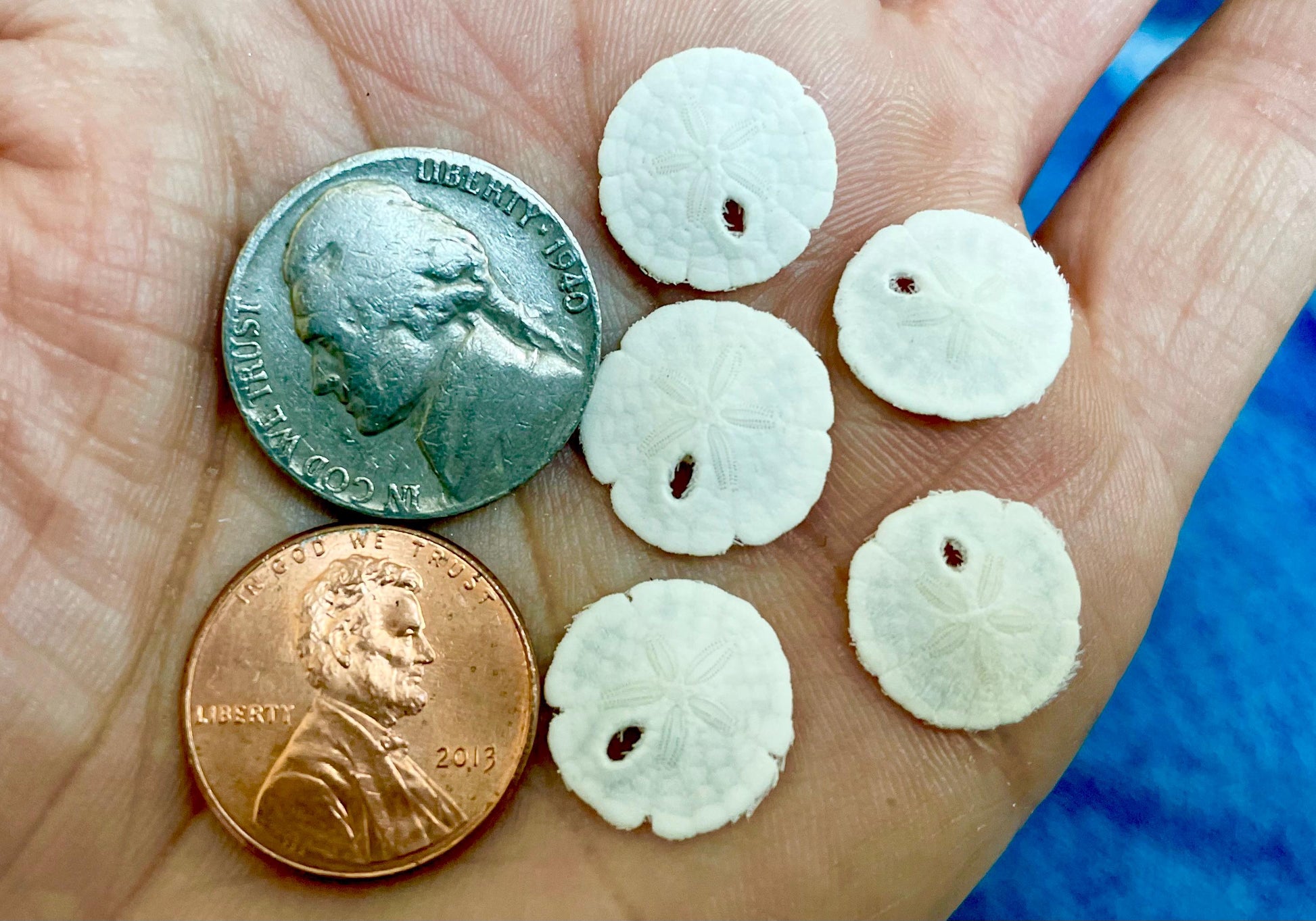 25 Tiny Sand Dollars 15mm, 1.5cm: Beach Wedding Décor, Seashell Crafts