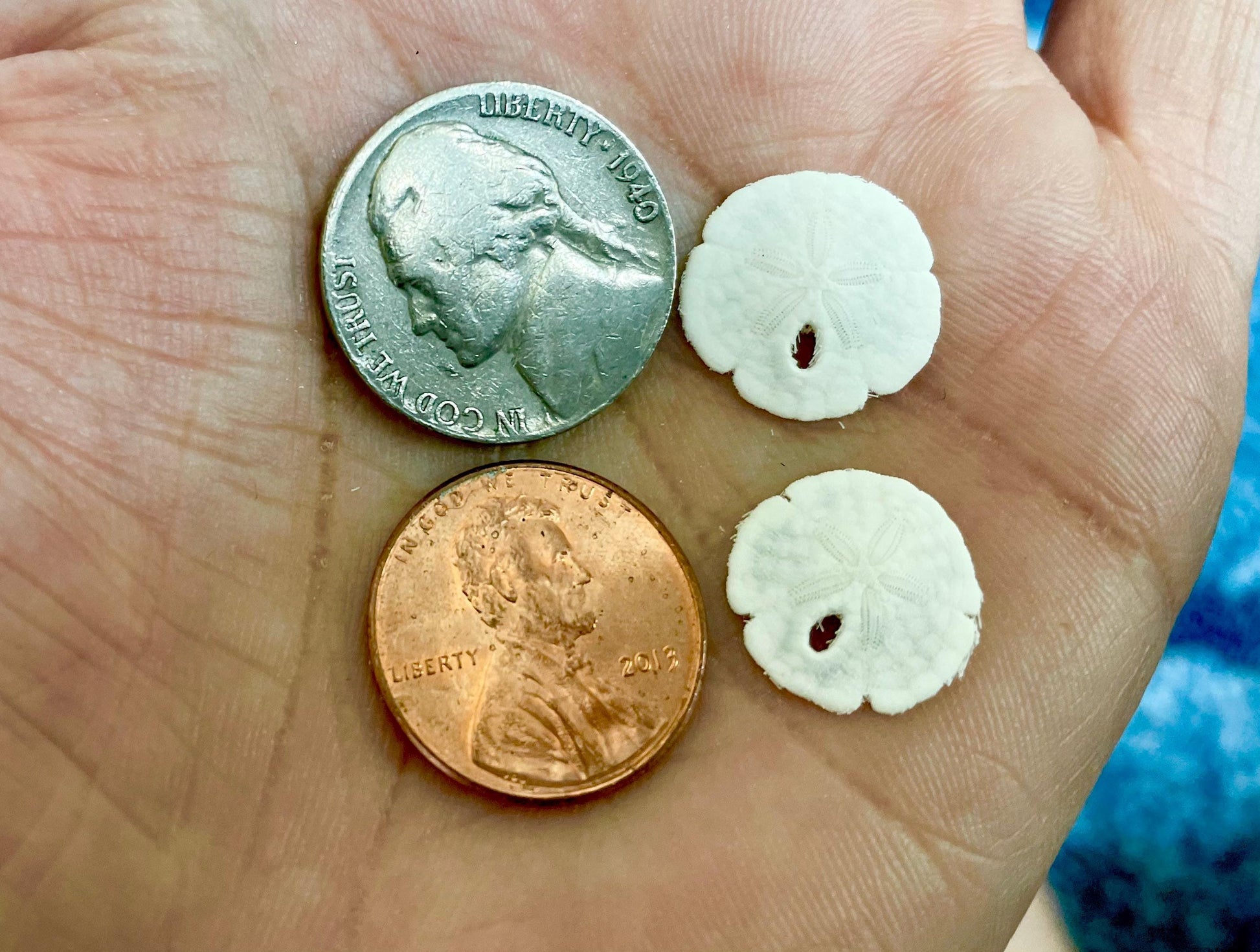 25 Tiny Sand Dollars 15mm, 1.5cm: Beach Wedding Décor, Seashell Crafts