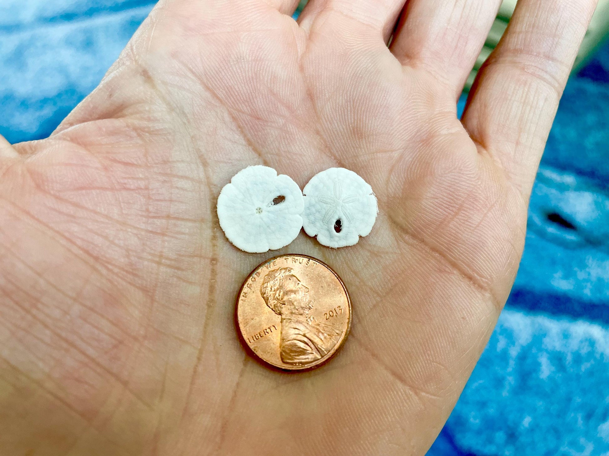 25 Tiny Sand Dollars 15mm, 1.5cm: Beach Wedding Décor, Seashell Crafts